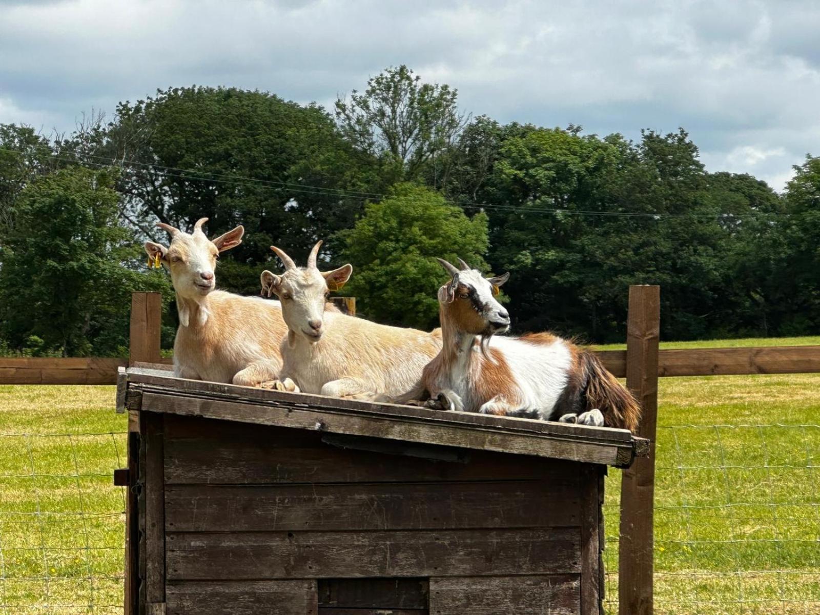 Ferienwohnung The Cow Shed Narberth Exterior foto